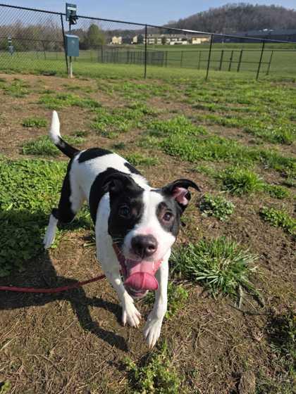 Enlarge Josie, a Adoptable mixed breed in Sevierville, TN image 1/3