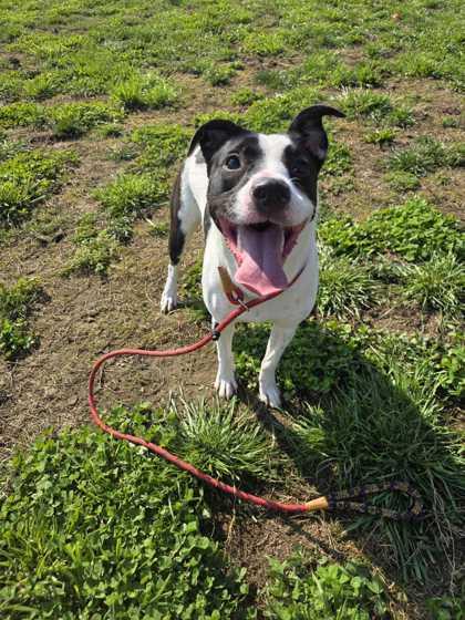 Enlarge Josie, a Adoptable mixed breed in Sevierville, TN image 2/3