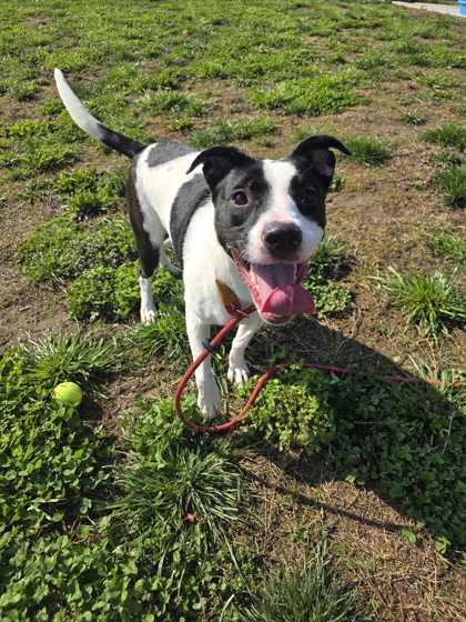 Enlarge Josie, a Adoptable mixed breed in Sevierville, TN image 3/3