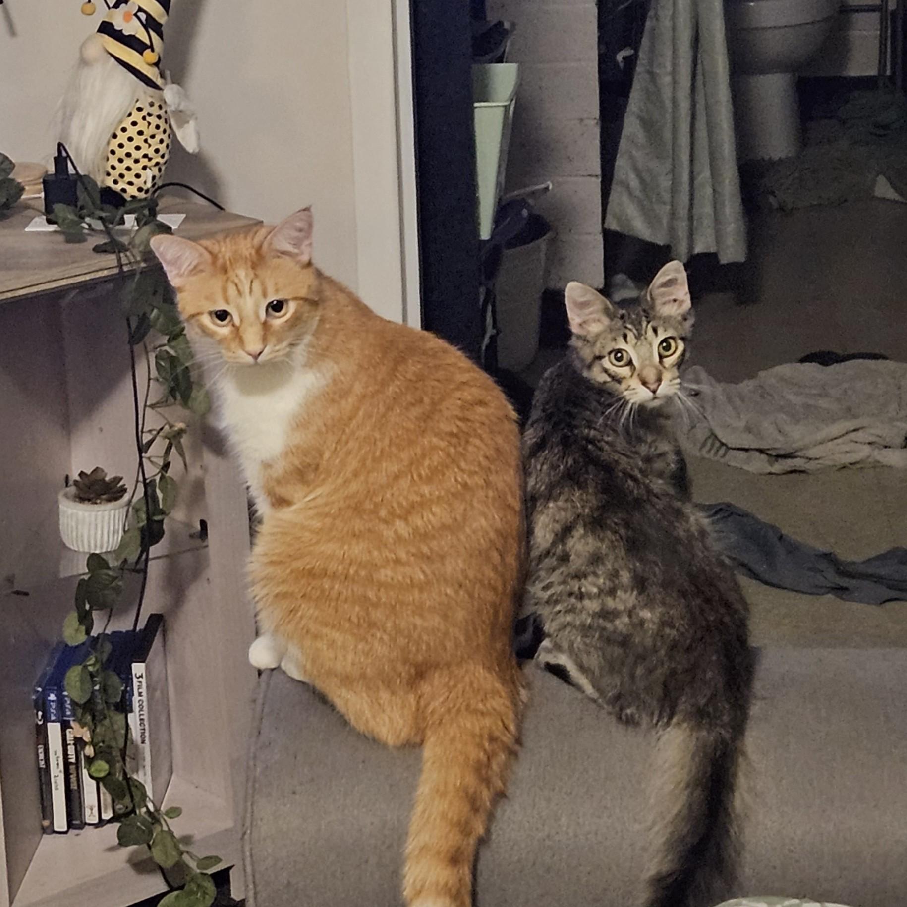 Fanta and Felix Courtesy Listed, a ADOPTABLE Domestic Medium Hair in Midland, MI image 4/6