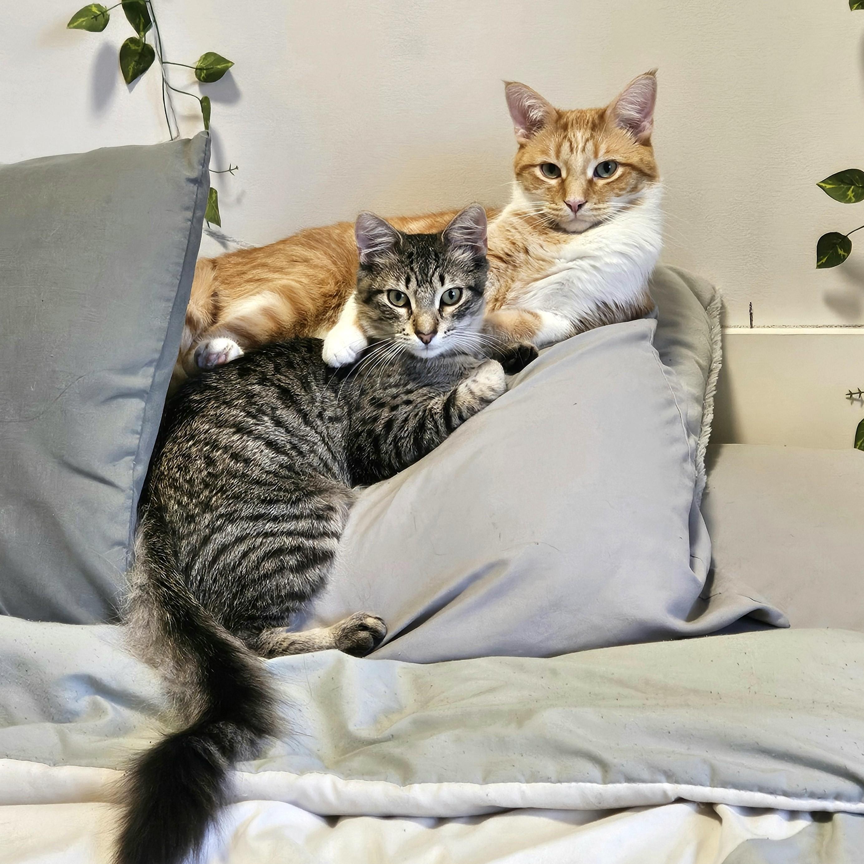 Fanta and Felix Courtesy Listed, ADOPTABLE, Young Male Domestic Medium Hair.