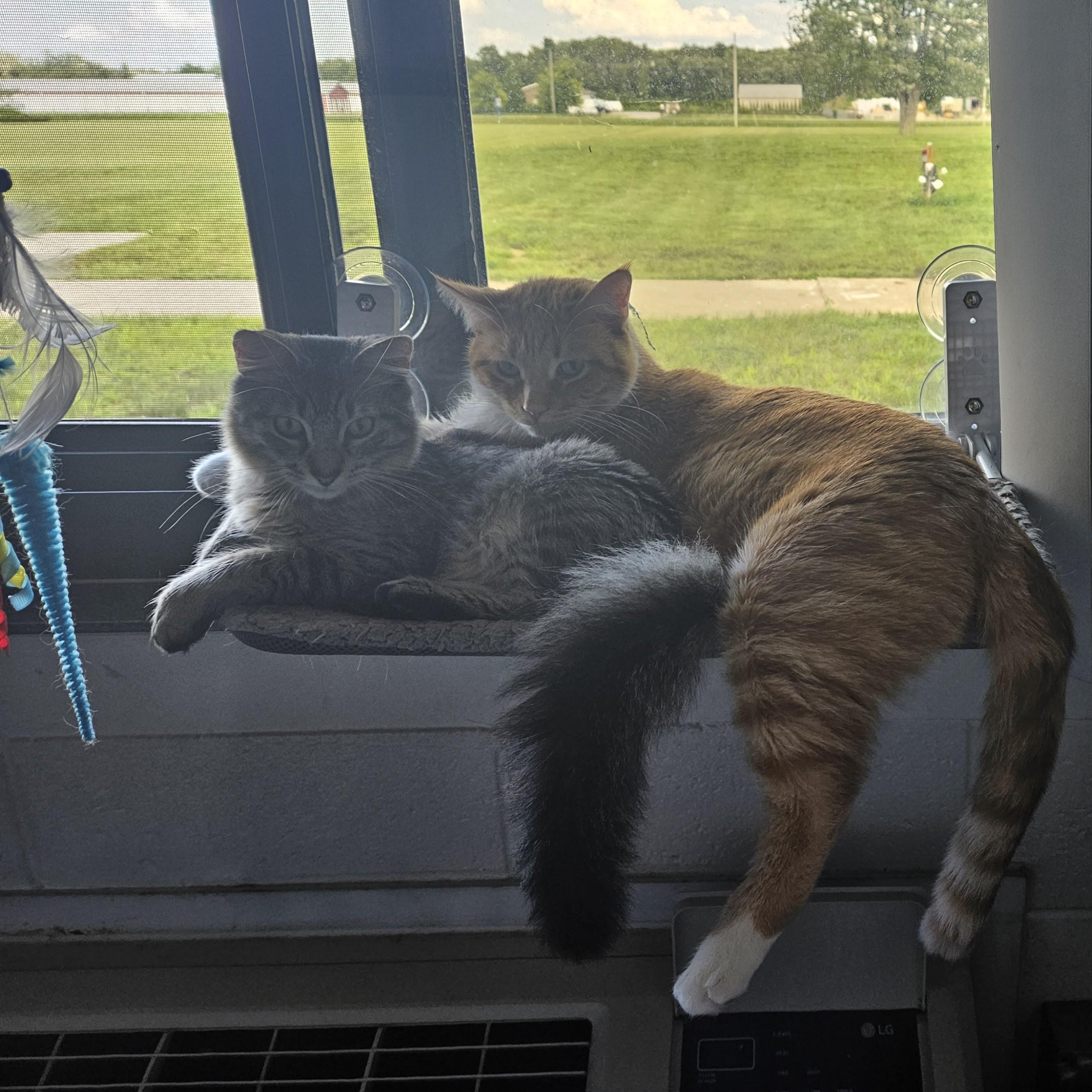 Fanta and Felix Courtesy Listed, a ADOPTABLE Domestic Medium Hair in Midland, MI image 5/6