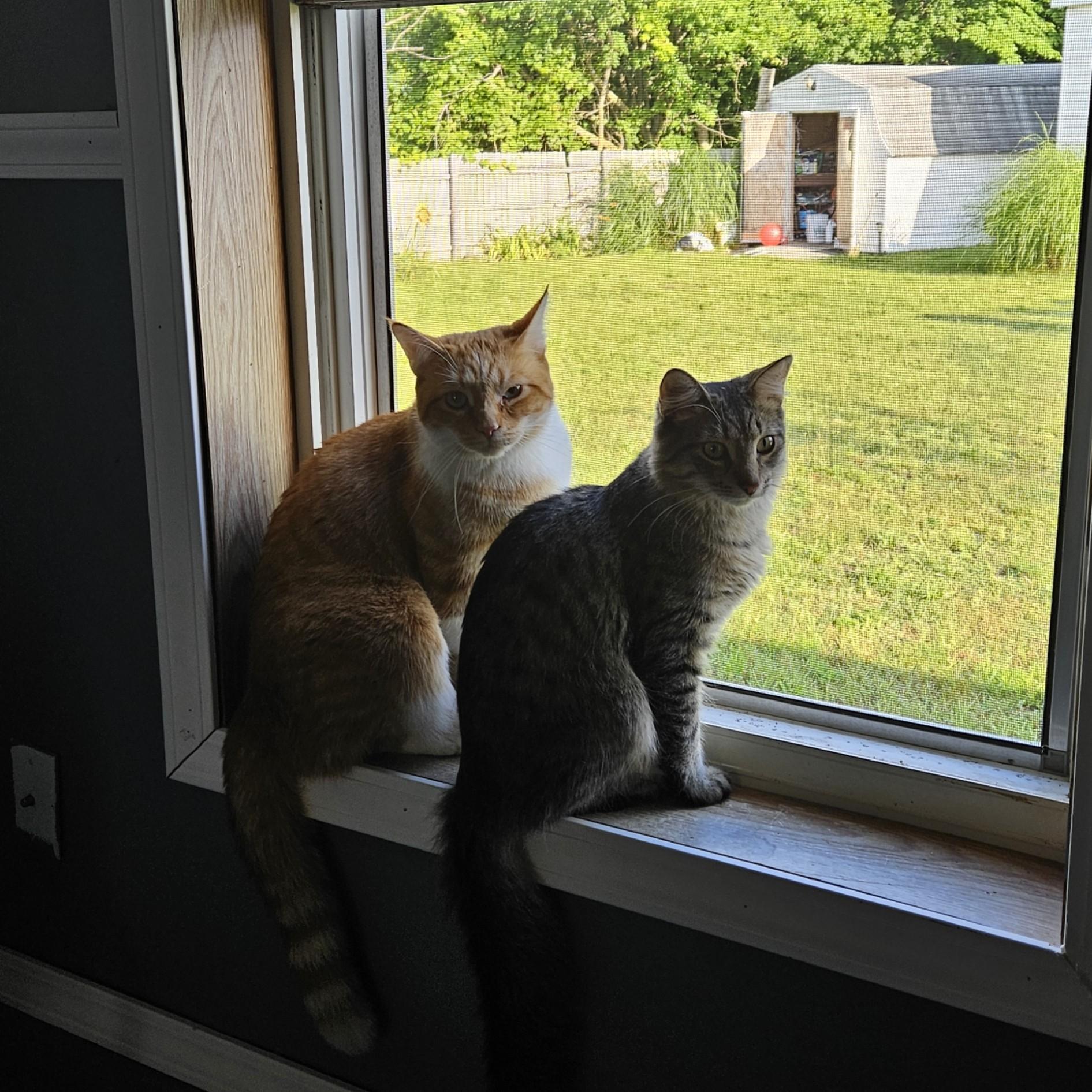 Fanta and Felix Courtesy Listed, a ADOPTABLE Domestic Medium Hair in Midland, MI image 6/6