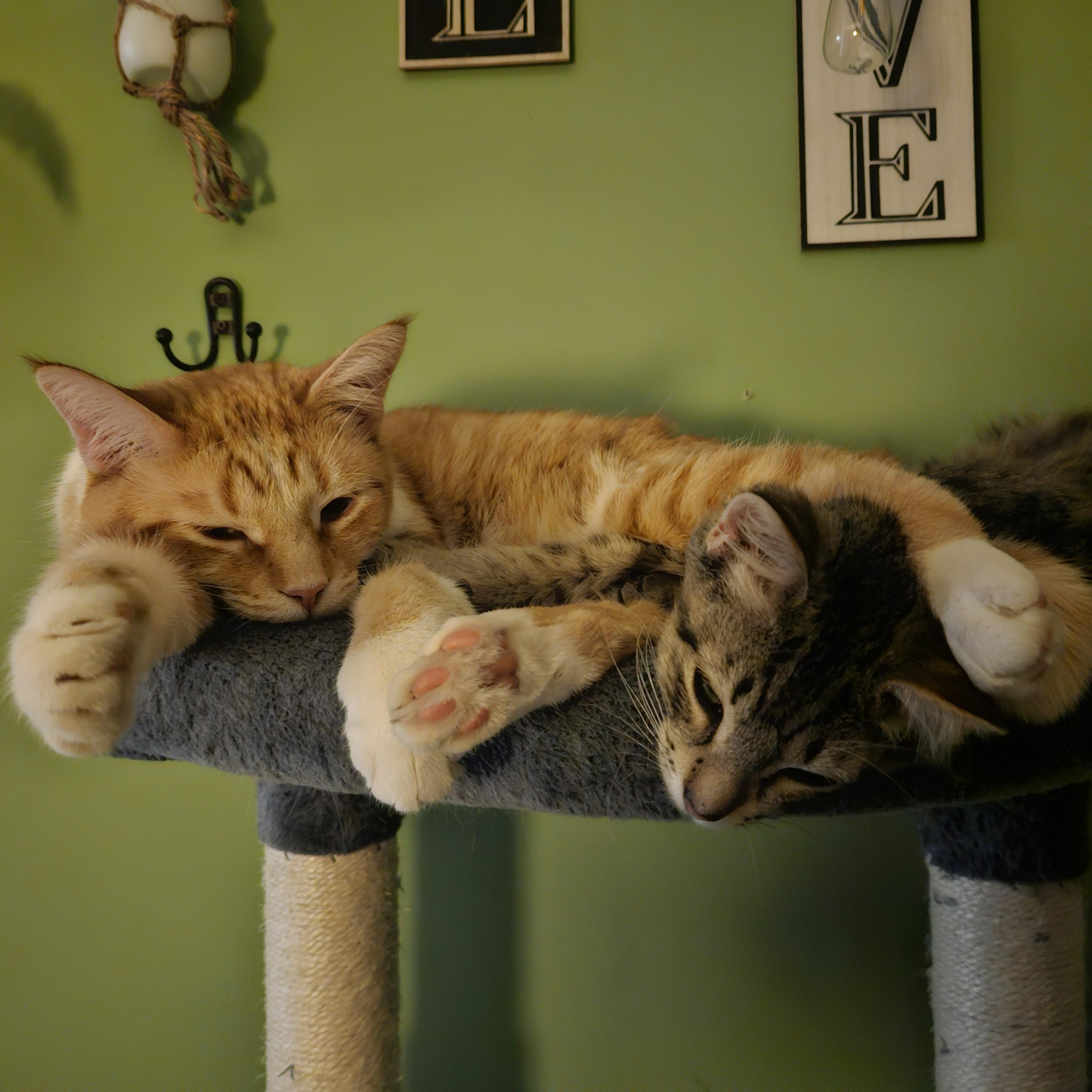 Fanta and Felix Courtesy Listed, a ADOPTABLE Domestic Medium Hair in Midland, MI image 3/6