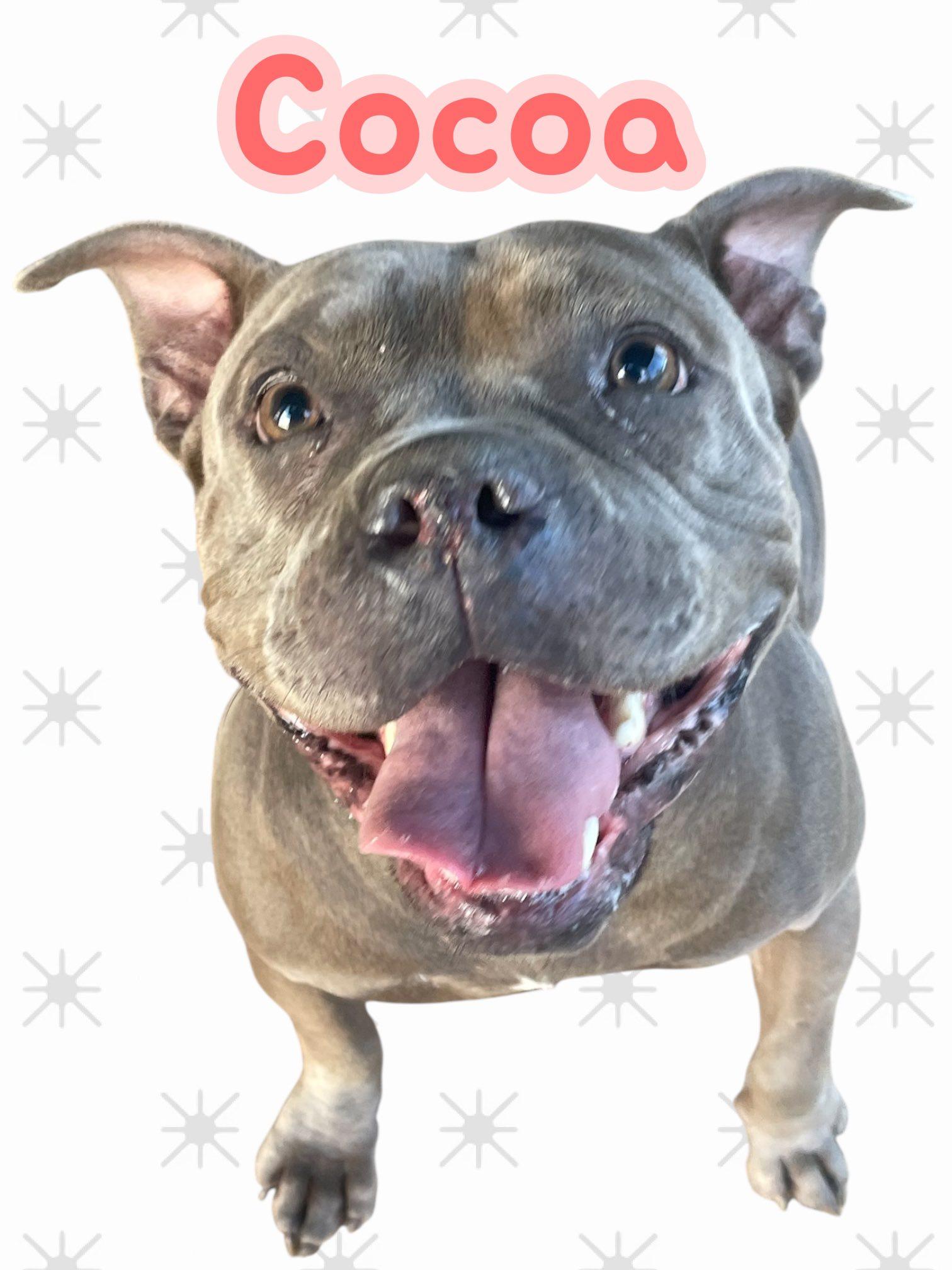 Cocoa - SC — thumbnail 2