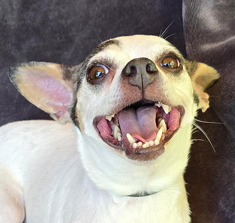 Enlarge Dynamic Lil Ms Digit ~ Ridiculously Charming Rattie !, a Adoptable Rat Terrier in Albuquerque, NM image 1/3