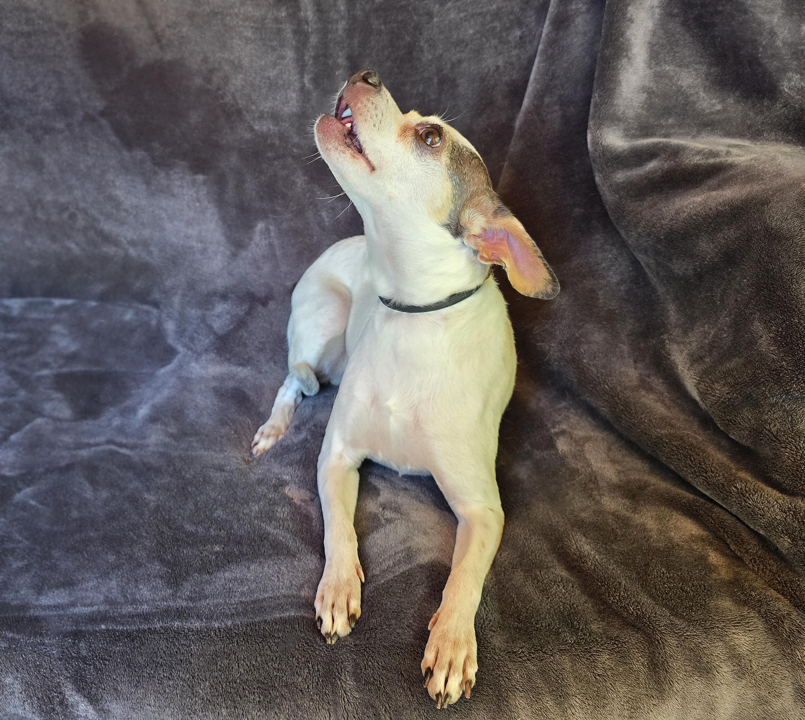 Enlarge Dynamic Lil Ms Digit ~ Ridiculously Charming Rattie !, a Adoptable Rat Terrier in Albuquerque, NM image 2/3