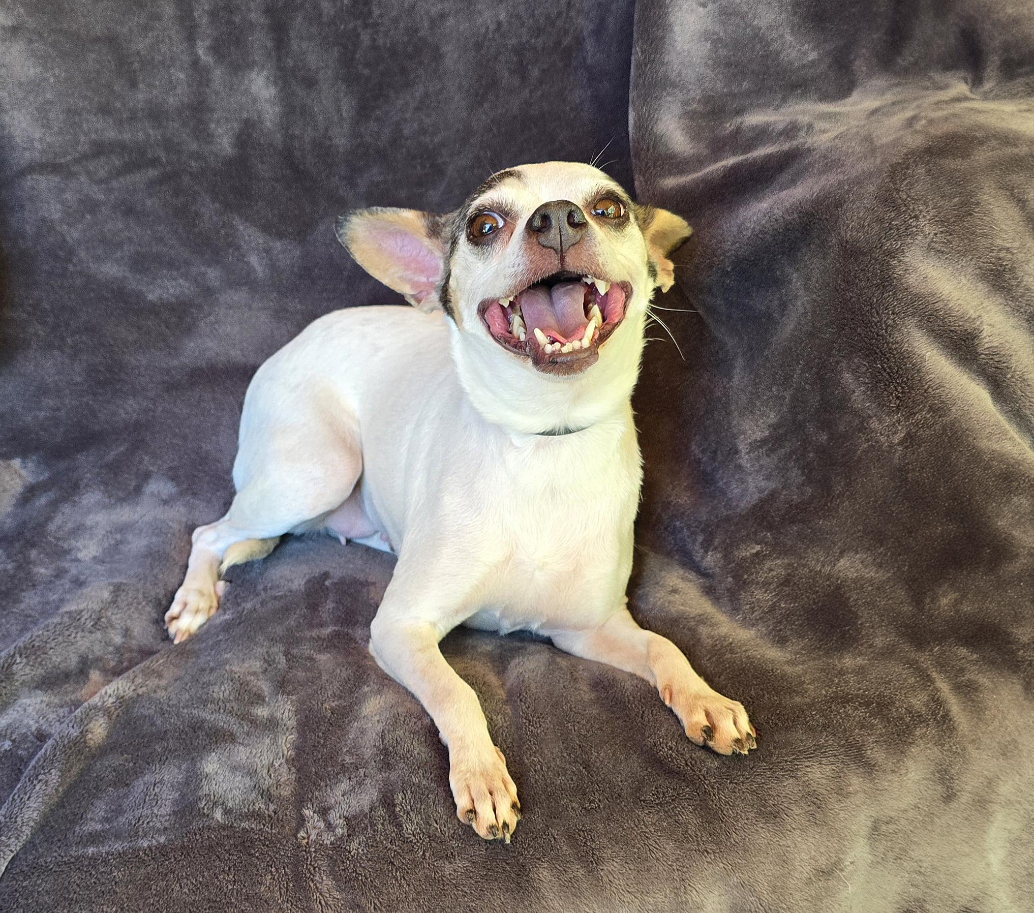 Enlarge Dynamic Lil Ms Digit ~ Ridiculously Charming Rattie !, a Adoptable Rat Terrier in Albuquerque, NM image 3/3