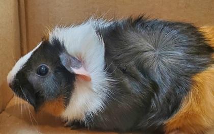 Toucan Tiana, Adoptable, Young Female Guinea Pig.