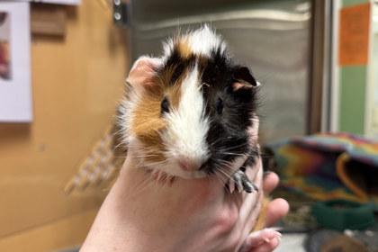 Toucan Tiana, Adoptable, Young Female Guinea Pig.