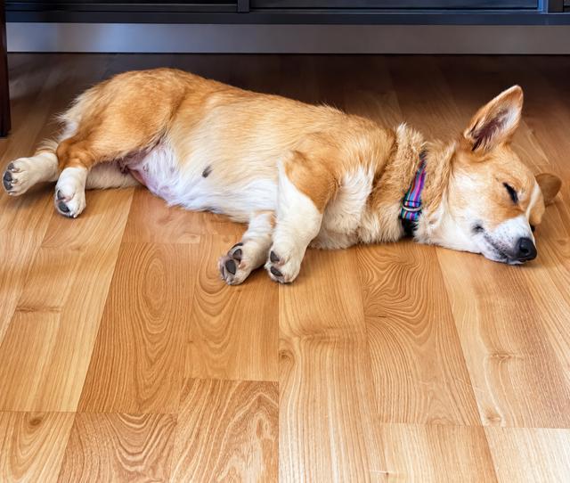 Enlarge Olive, a Adoptable Corgi in Amity, OR image 3/3