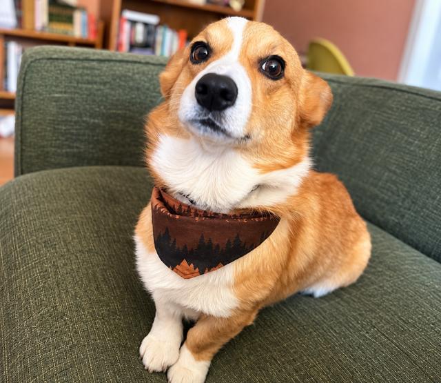 Olive, Adoptable, Adult Female Corgi.
