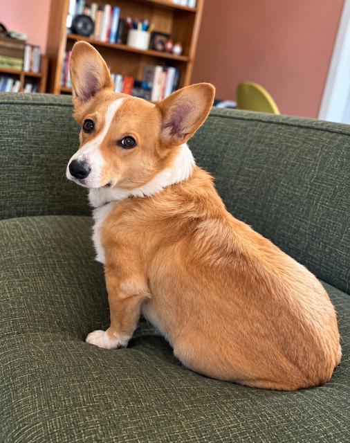 Enlarge Olive, a Adoptable Corgi in Amity, OR image 2/3