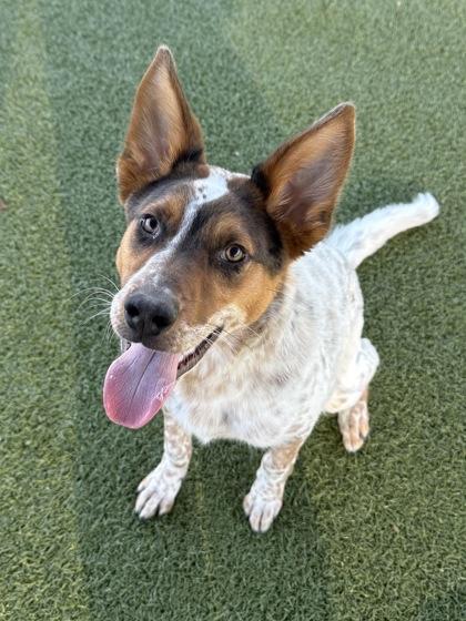 Enlarge Rocky, a Adoptable mixed breed in Grapevine, TX image 1/3