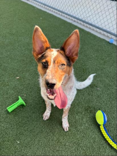 Enlarge Rocky, a Adoptable mixed breed in Grapevine, TX image 1/3