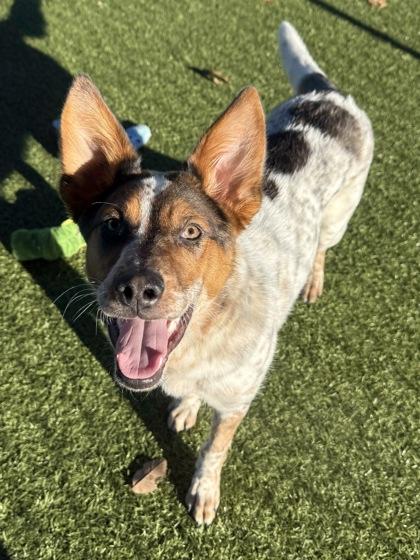 Enlarge Rocky, a Adoptable mixed breed in Grapevine, TX image 2/3