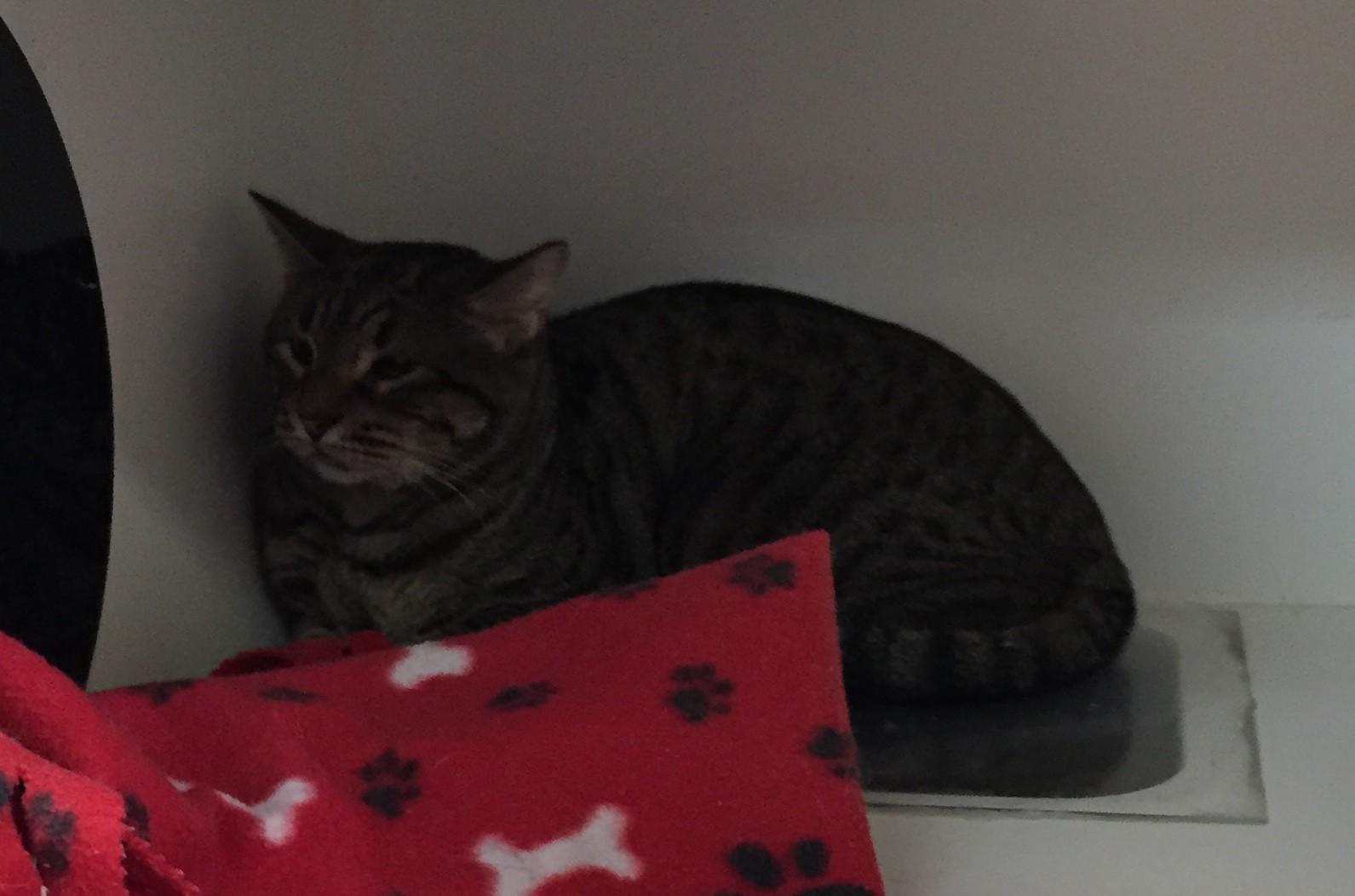 Gilligan, a Adoptable mixed breed in Baton Rouge, LA image 1/12