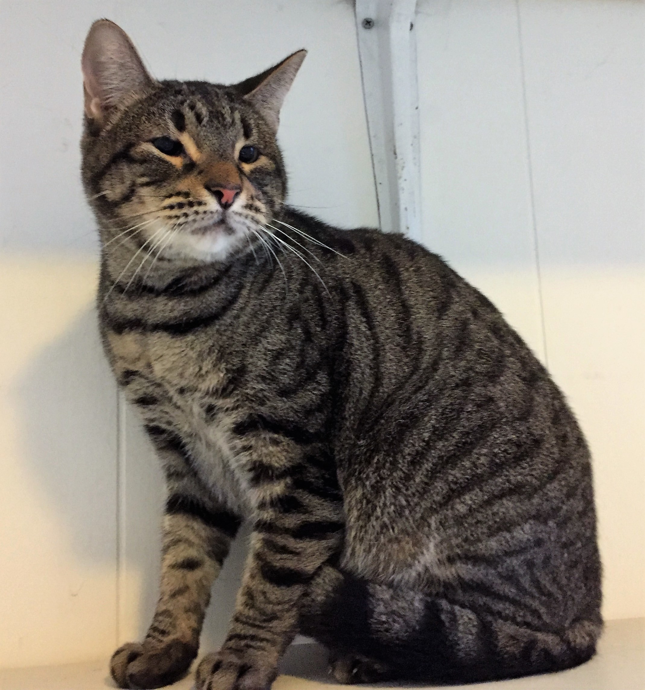 Gilligan, a Adoptable mixed breed in Baton Rouge, LA image 2/12