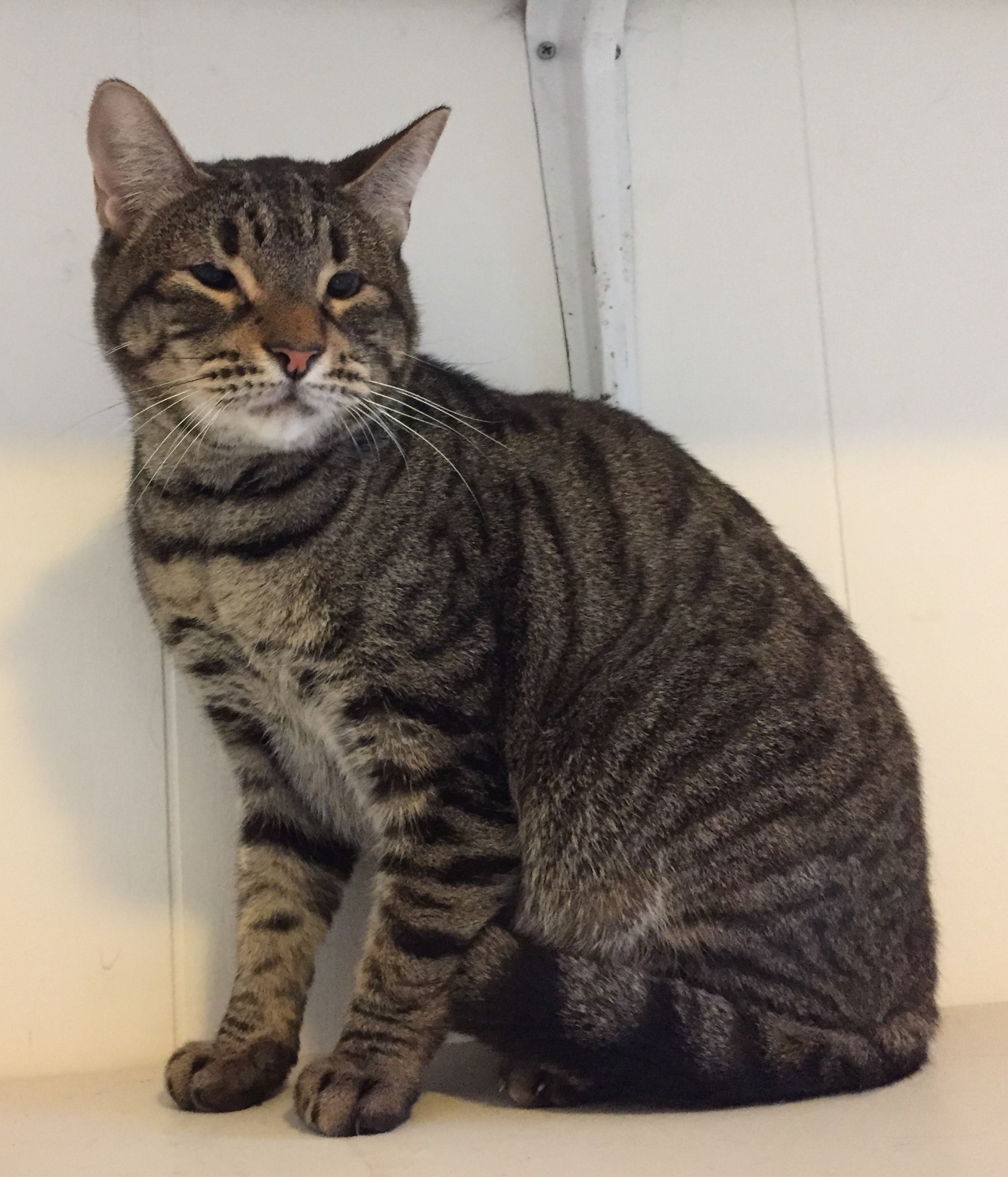 Gilligan, a Adoptable mixed breed in Baton Rouge, LA image 3/12