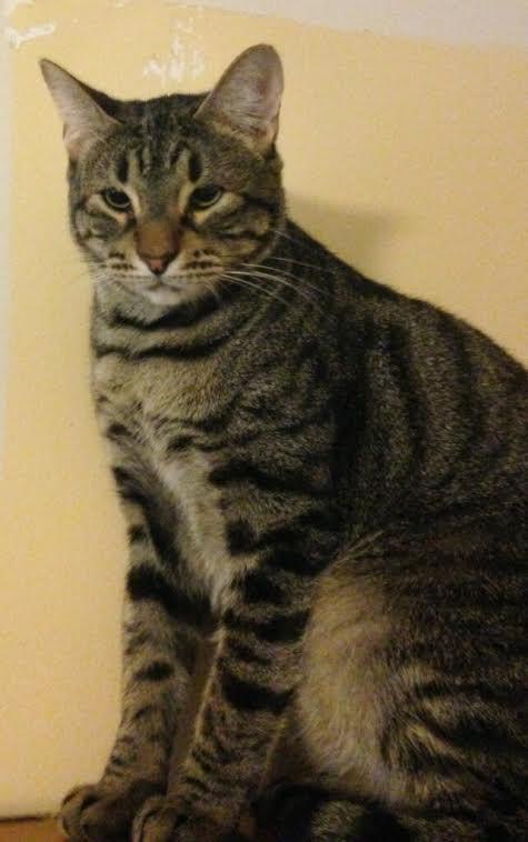 Gilligan, a Adoptable mixed breed in Baton Rouge, LA image 4/12