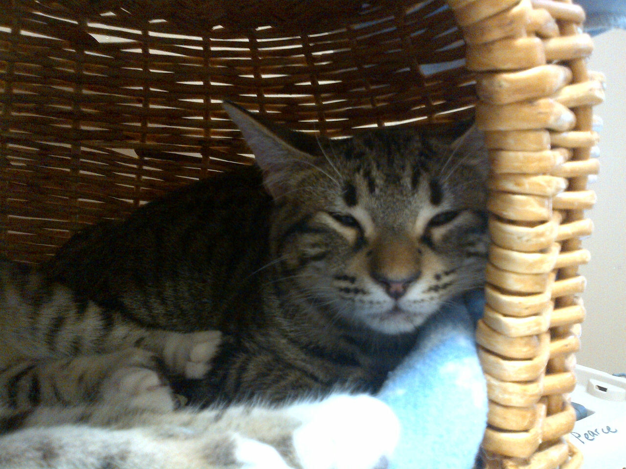 Gilligan, a Adoptable mixed breed in Baton Rouge, LA image 5/12