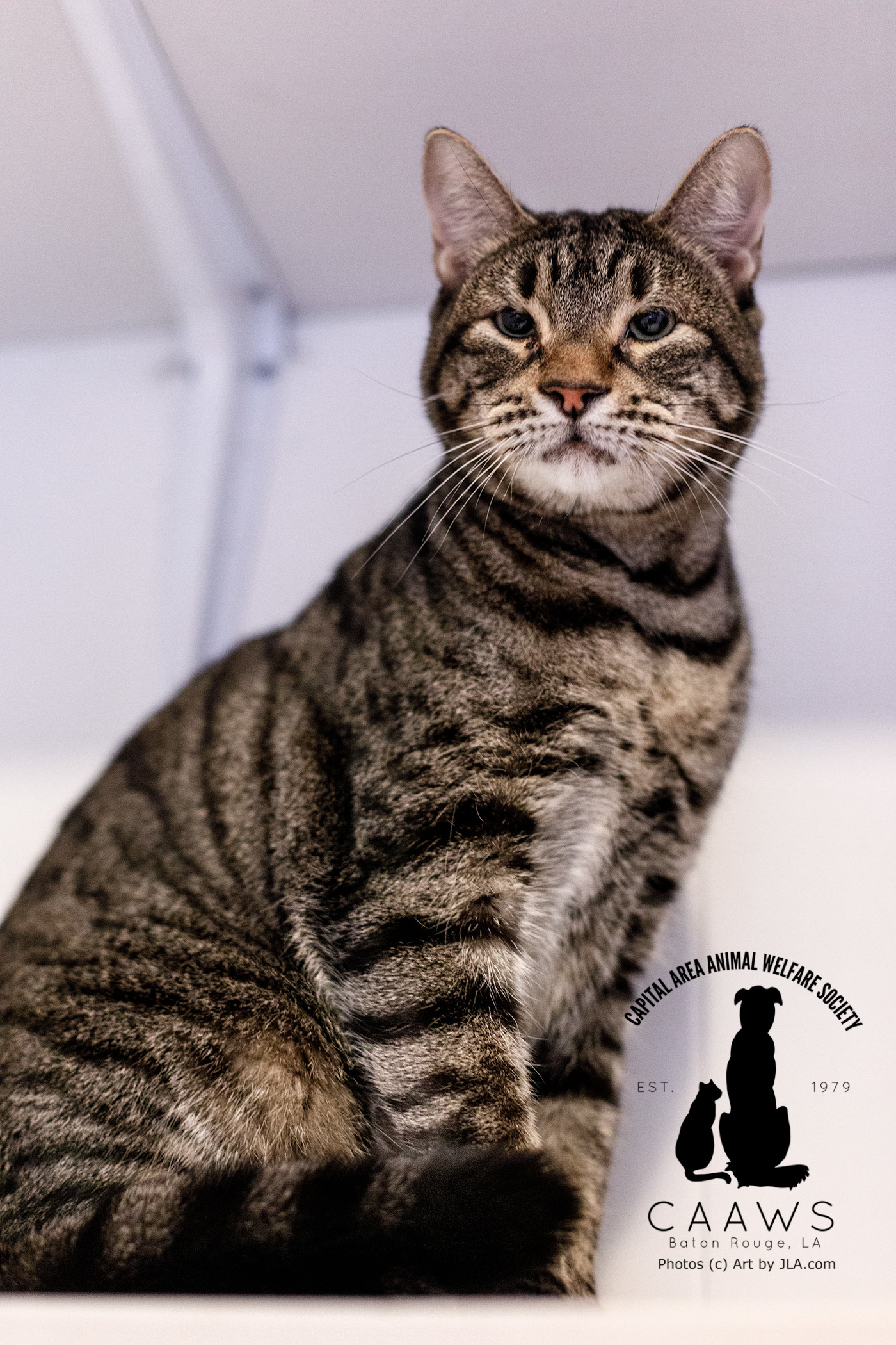 Gilligan, a Adoptable mixed breed in Baton Rouge, LA image 6/12