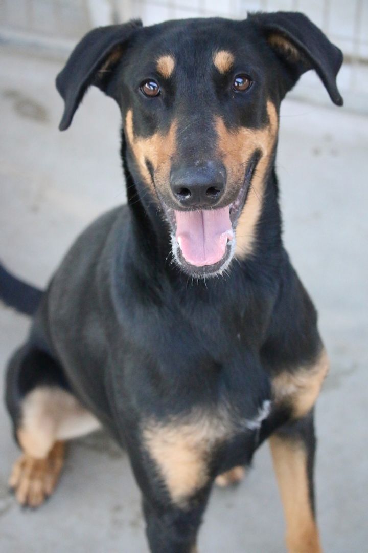 Enlarge Meadow, a Adoptable mixed breed in Fillmore, CA image 1/10