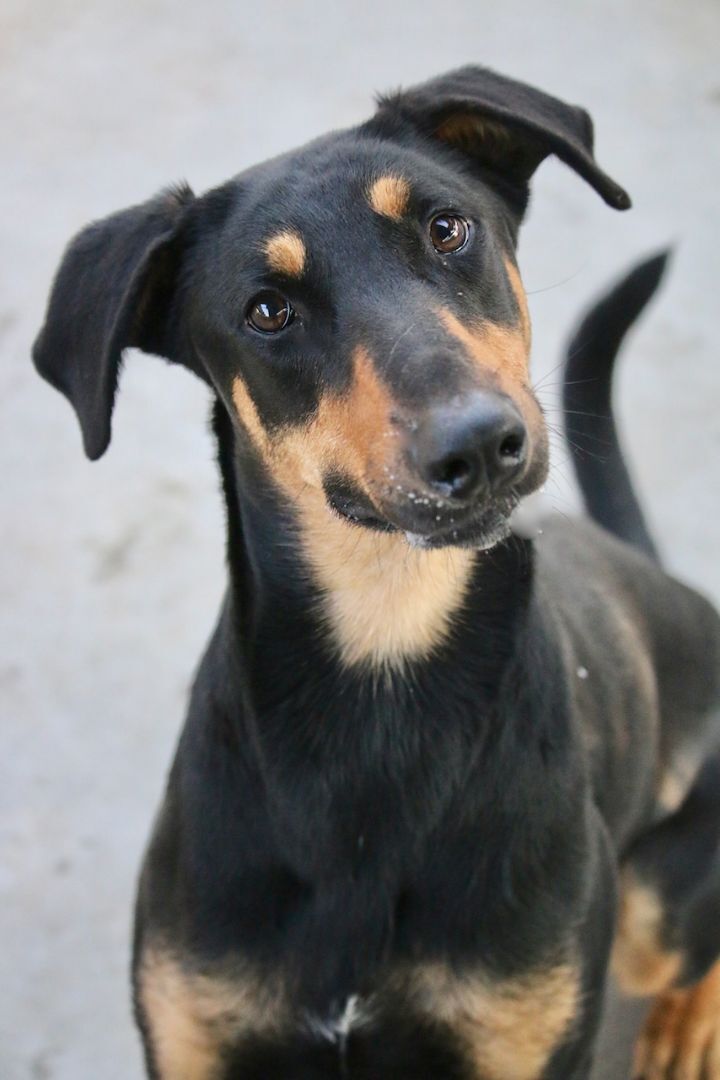 Enlarge Meadow, a Adoptable mixed breed in Fillmore, CA image 2/10