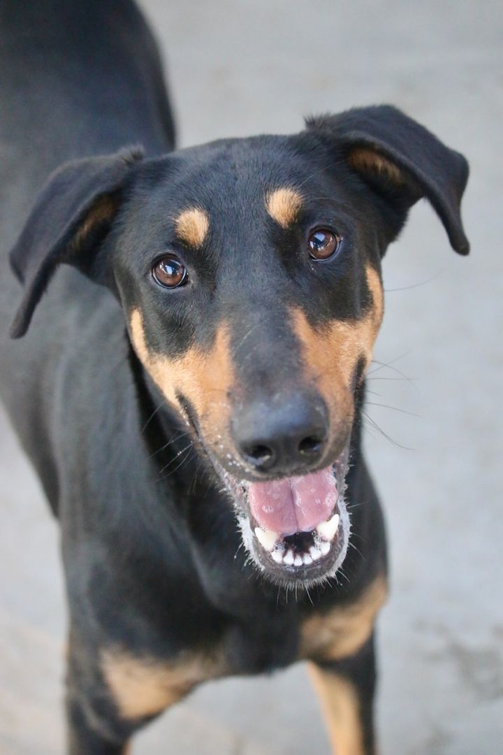 Enlarge Meadow, a Adoptable mixed breed in Fillmore, CA image 3/10