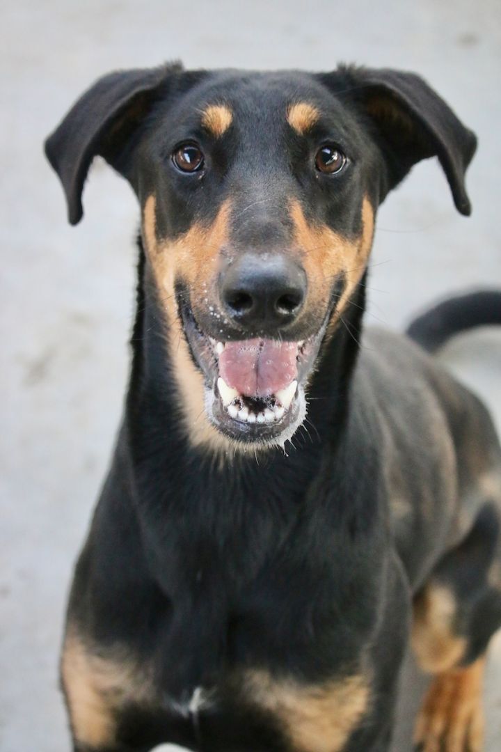 Enlarge Meadow, a Adoptable mixed breed in Fillmore, CA image 4/10