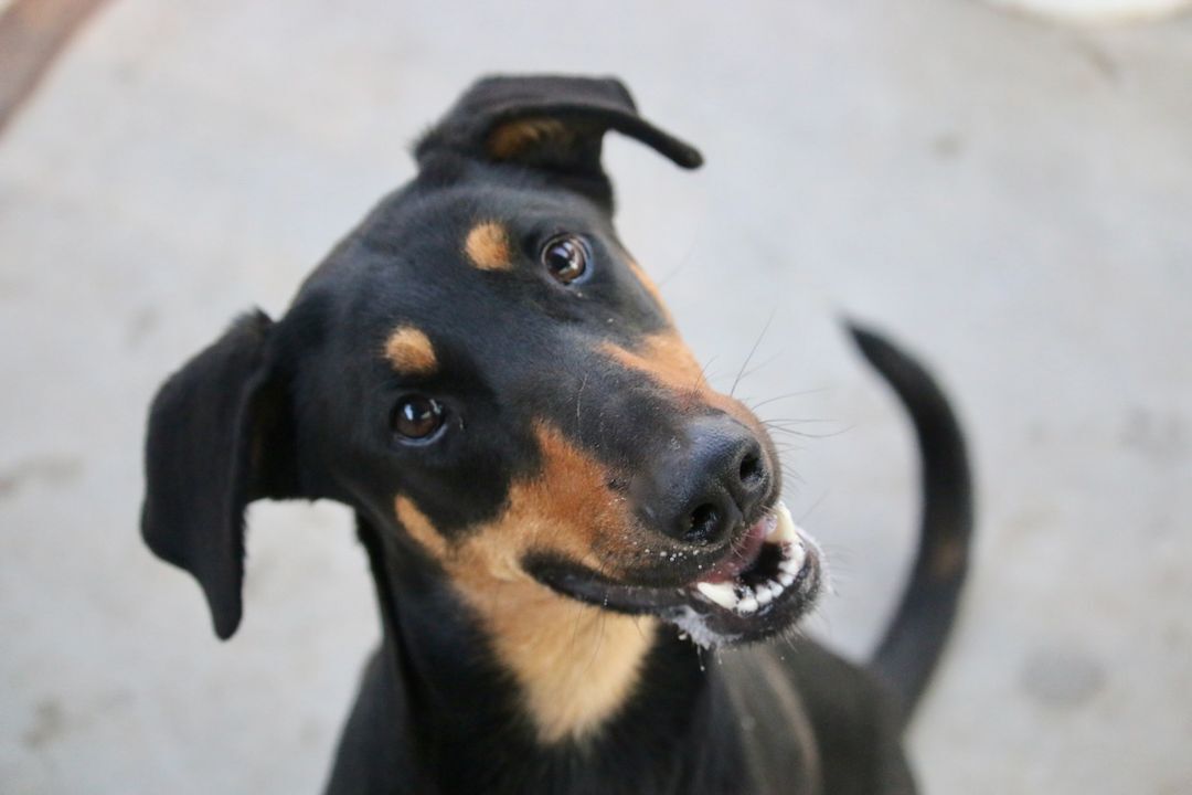 Enlarge Meadow, a Adoptable mixed breed in Fillmore, CA image 5/10