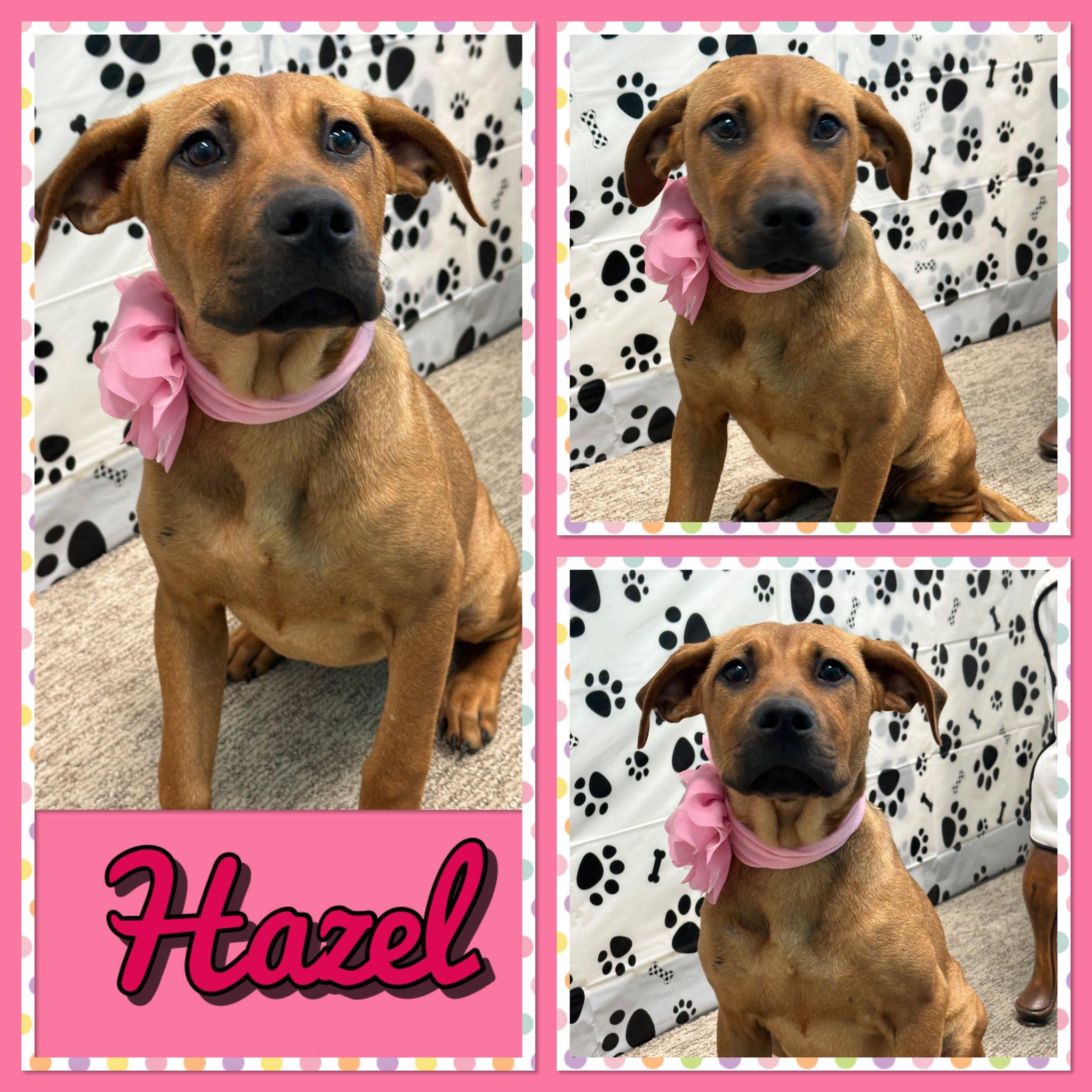 Hazel, adopted, Young Female Hound.