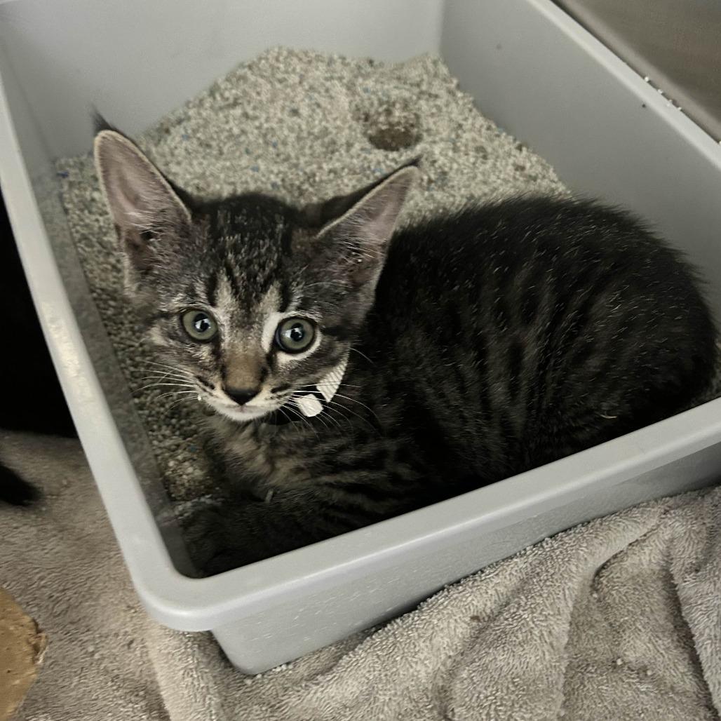 Enlarge Sandy, a Adoptable Domestic Short Hair in Yucaipa, CA image 1/1