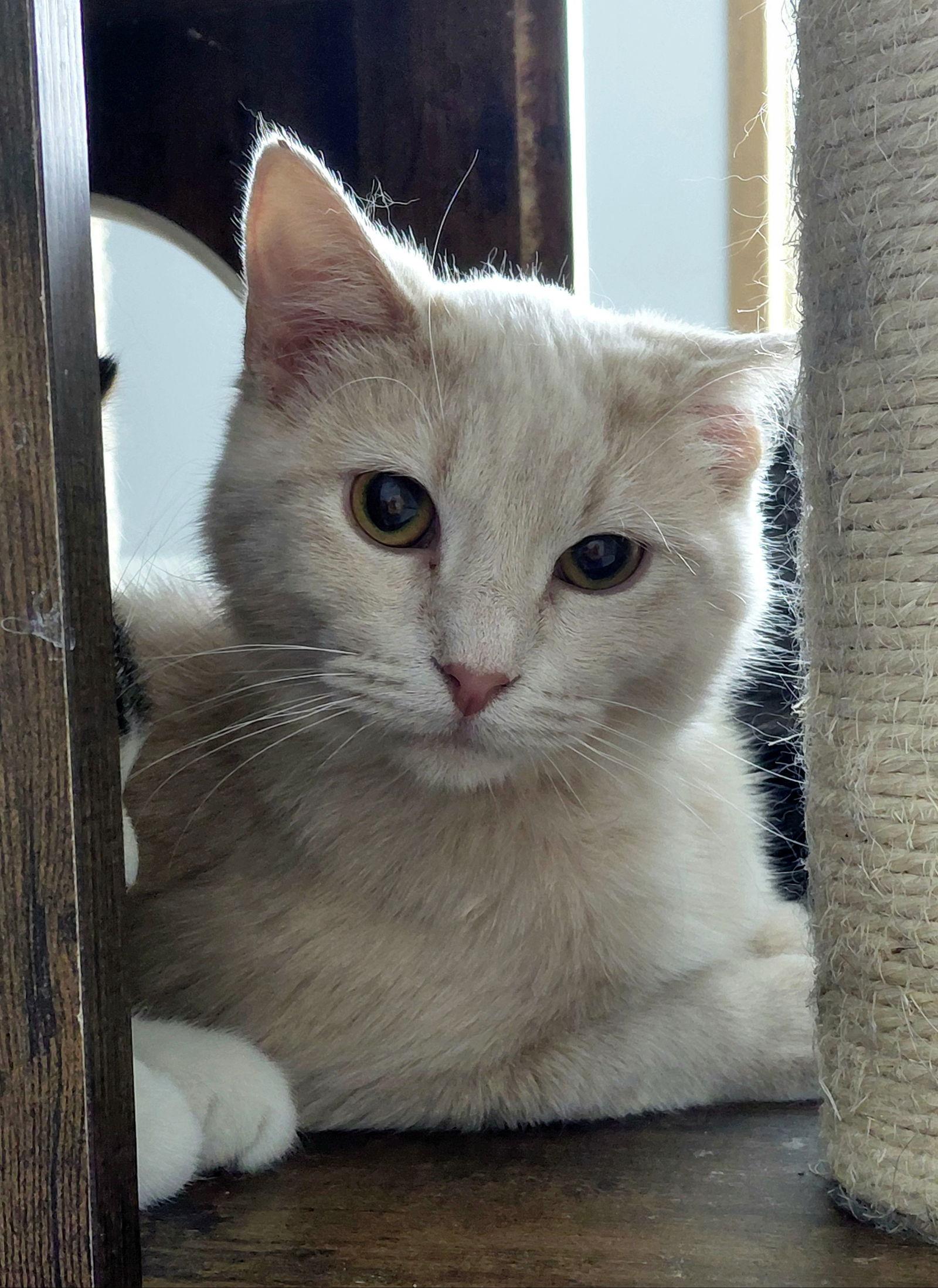 Enlarge Garth, a Adoptable mixed breed in Montello, WI image 1/3