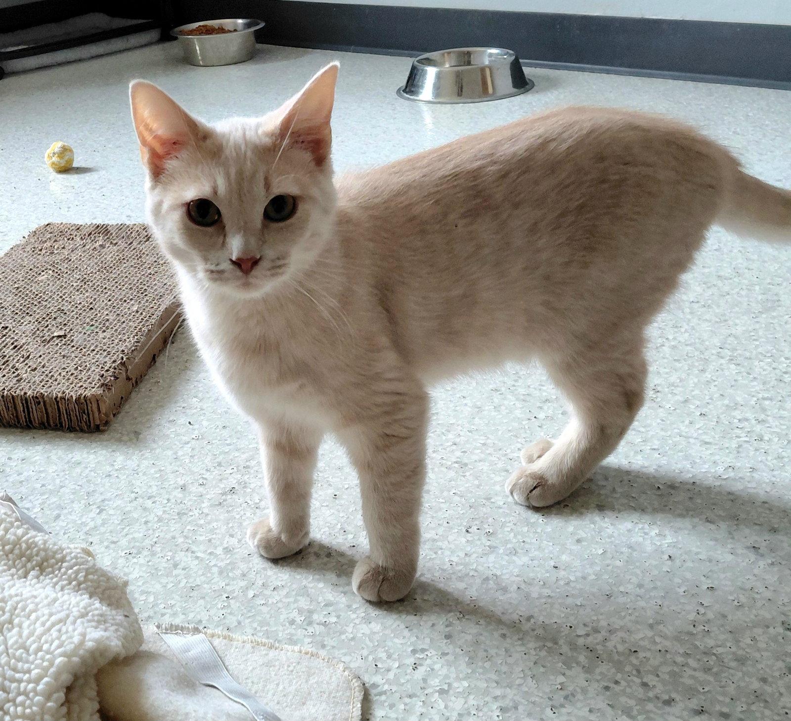 Enlarge Garth, a Adoptable mixed breed in Montello, WI image 1/3