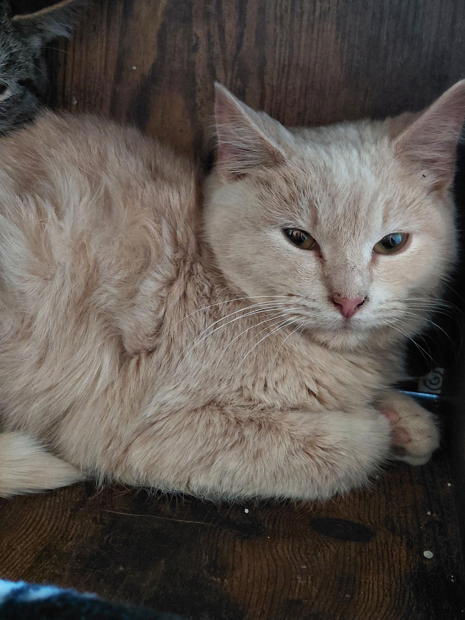 Enlarge Garth, a Adoptable mixed breed in Montello, WI image 2/3