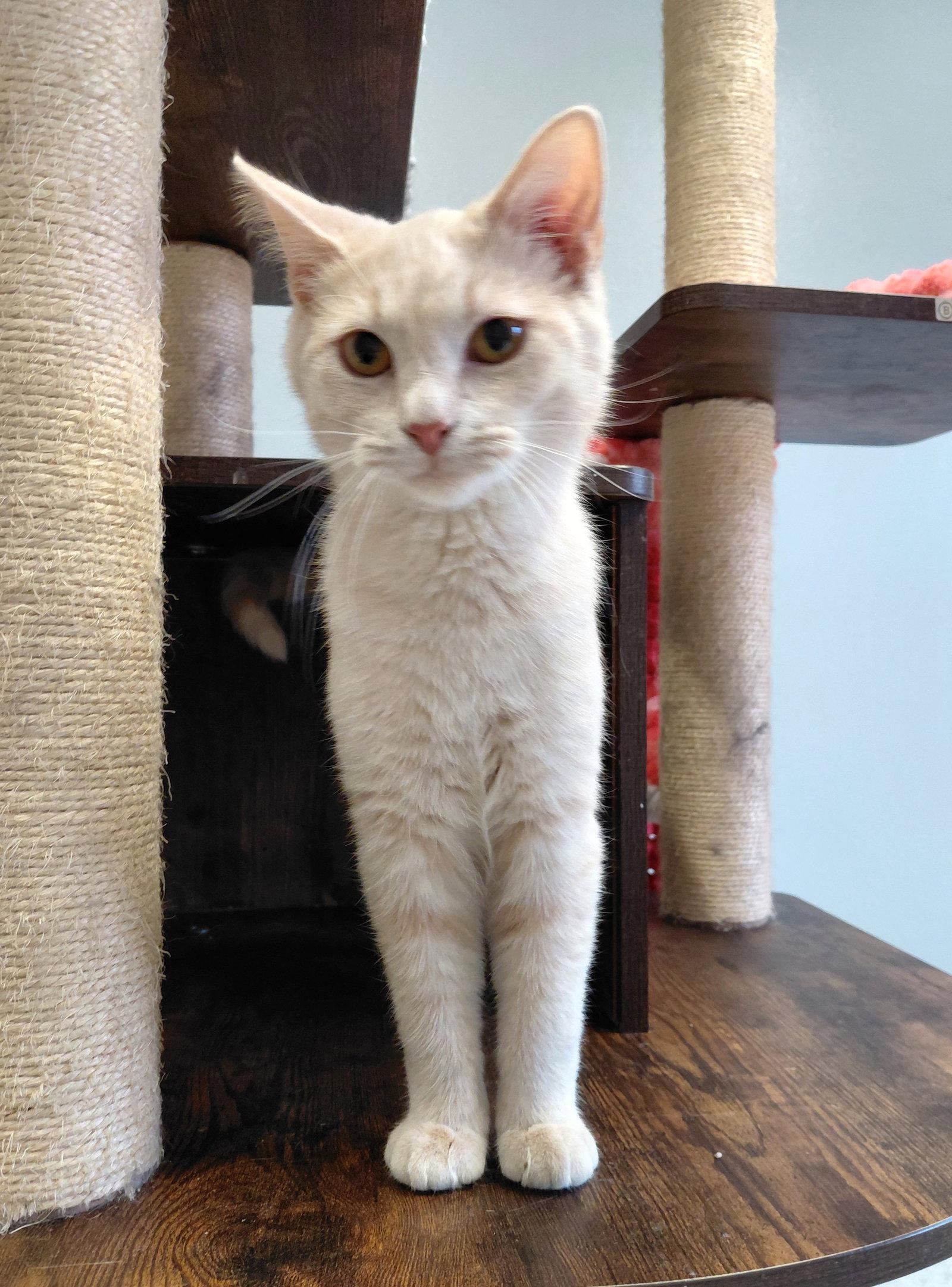 Enlarge Garth, a Adoptable mixed breed in Montello, WI image 2/3