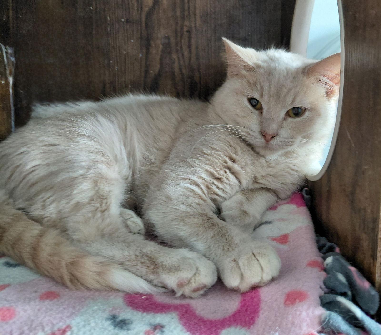 Enlarge Garth, a Adoptable mixed breed in Montello, WI image 3/3