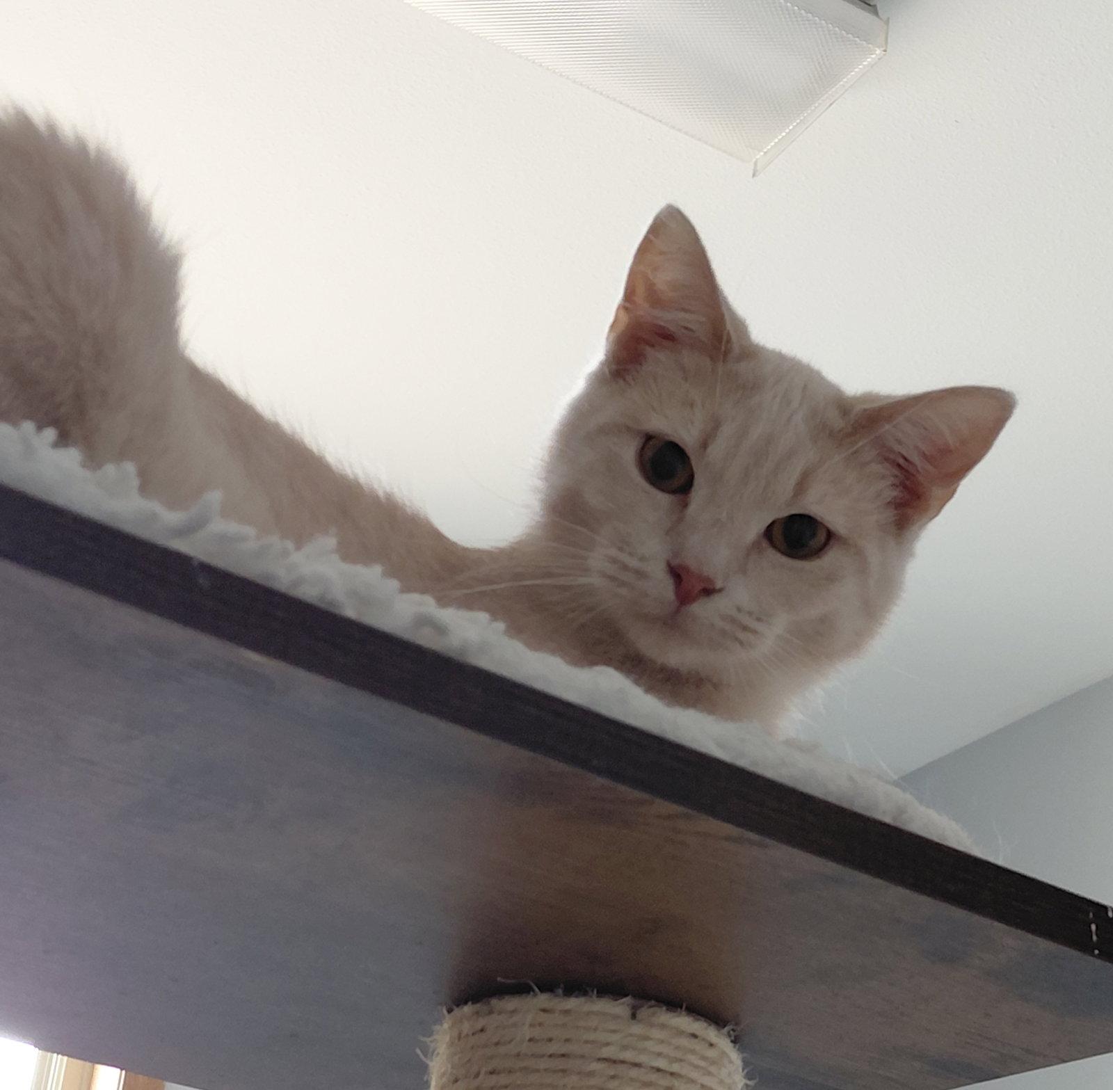 Enlarge Garth, a Adoptable mixed breed in Montello, WI image 3/3