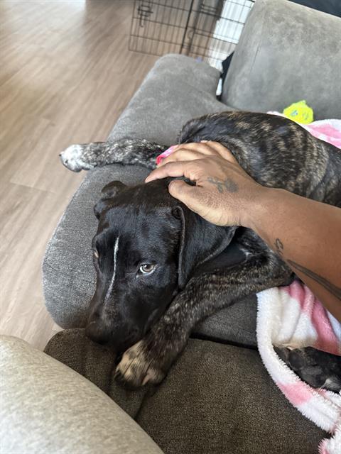 BELLA, Adoptable, Young Female American Staffordshire Terrier.