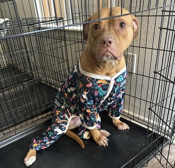 Enlarge Dulce, a Adoptable mixed breed in El Cajon, CA image 1/1