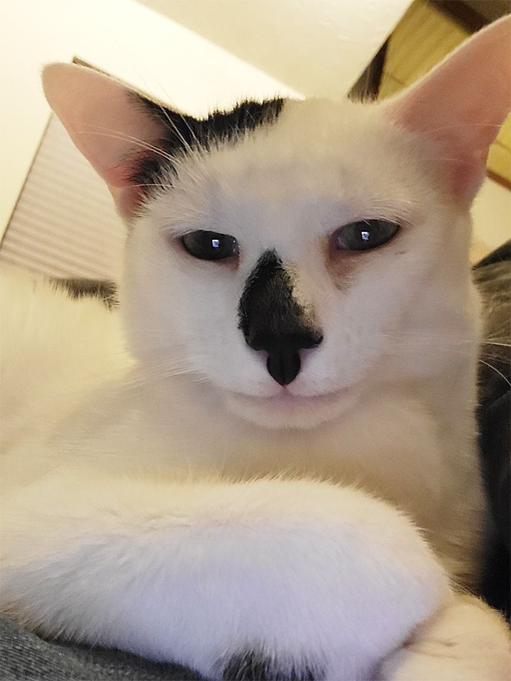 Isotta, Adoptable, Adult Male Domestic Short Hair.