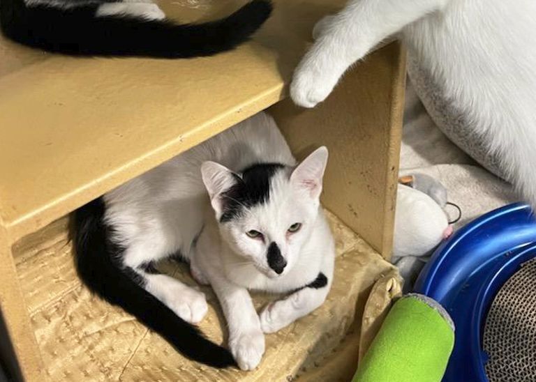 Isotta, a Adoptable Domestic Short Hair in Smithfield, VA image 2/12