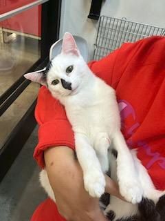 Isotta, a Adoptable Domestic Short Hair in Smithfield, VA image 3/12