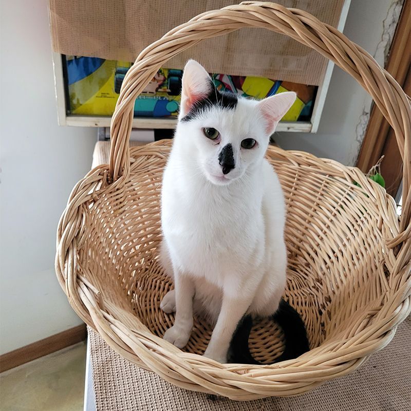 Isotta, a Adoptable Domestic Short Hair in Smithfield, VA image 4/12