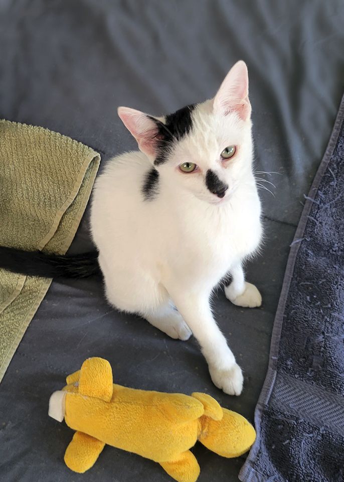 Isotta, a Adoptable Domestic Short Hair in Smithfield, VA image 5/12