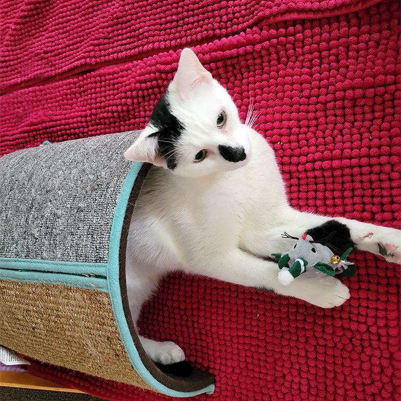 Isotta, a Adoptable Domestic Short Hair in Smithfield, VA image 6/12