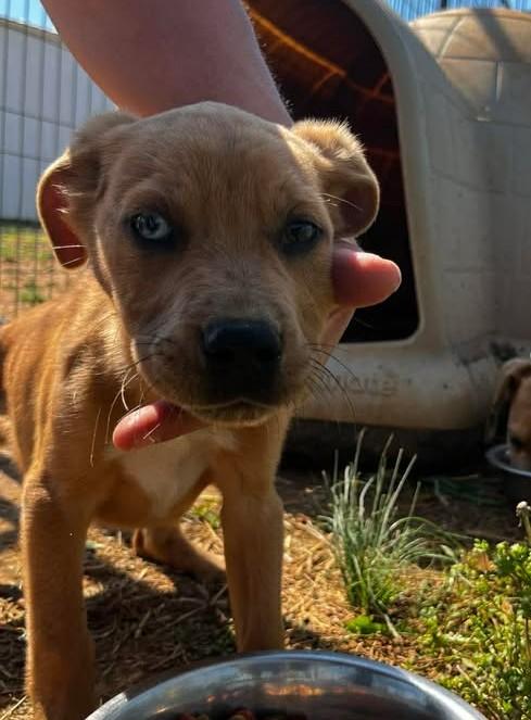Enlarge Butter, an adopted Mixed Breed in Munfordville, KY image 3/3