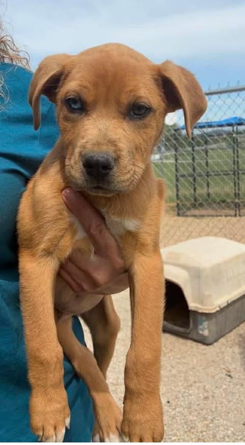 Enlarge Butter, an adopted Mixed Breed in Munfordville, KY image 2/3