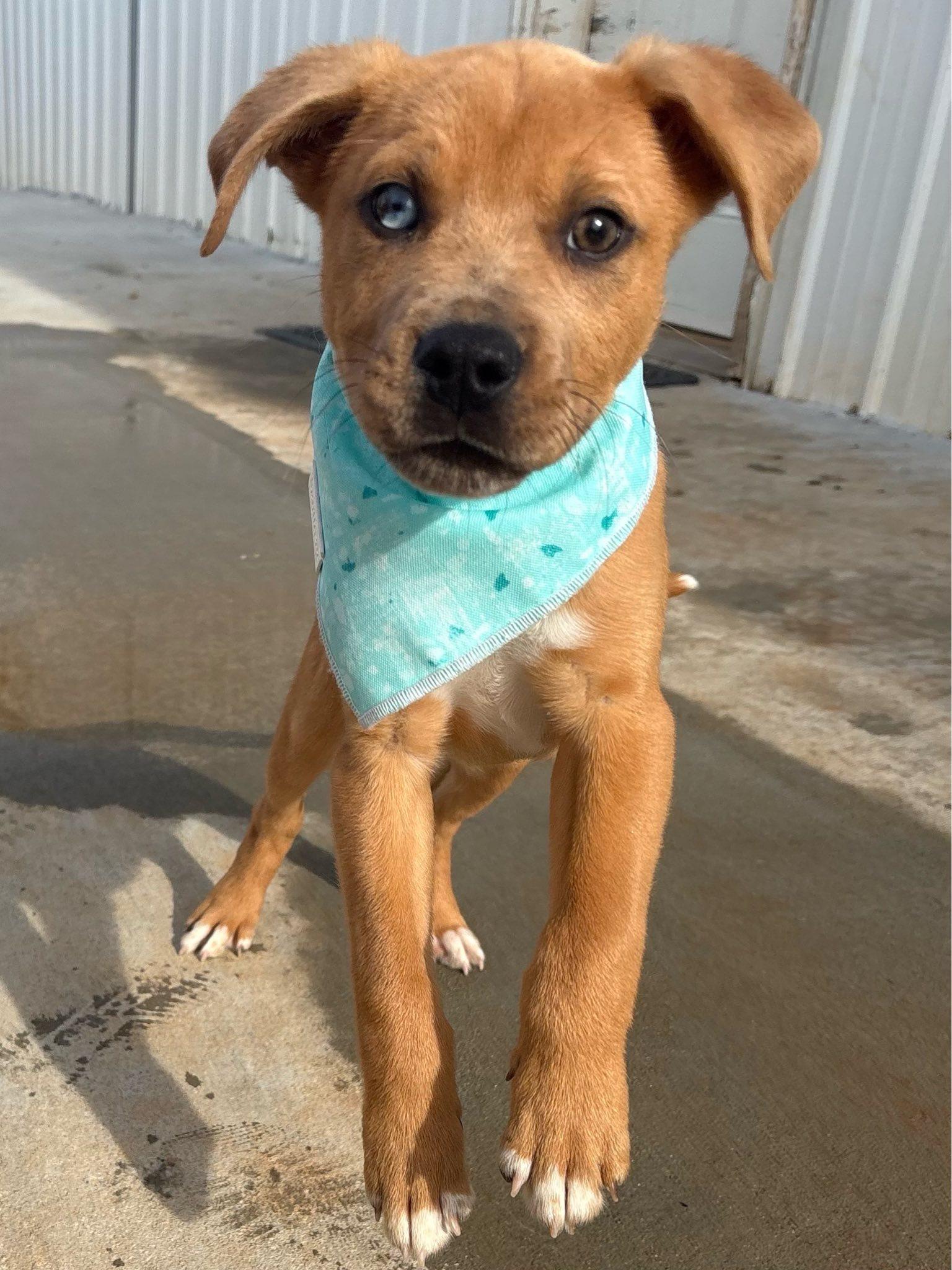 Butter, adopted, Young Male Mixed Breed.